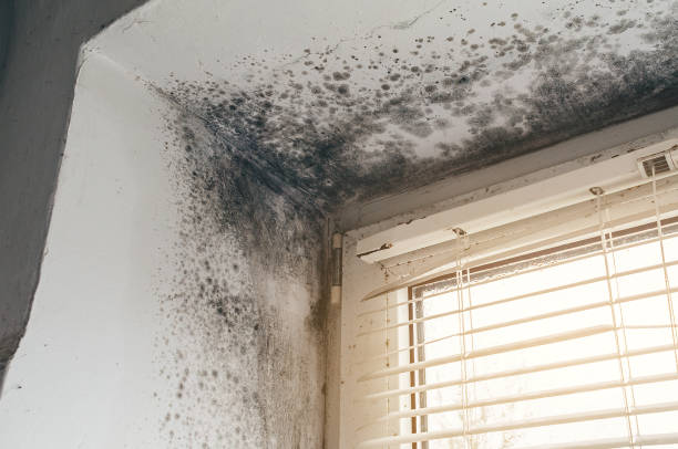 Affordable Attic Mold Remediation solutions in Annapolis Junction, MD